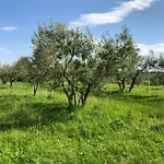 Lejlighed Olive Tree *