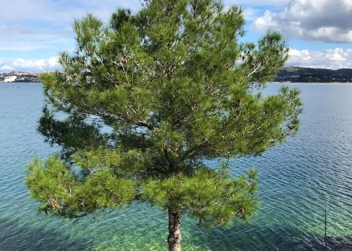 아파트 Olive Tree *