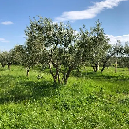 Апартаменты Olive Tree *