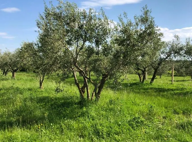 Apartment Olive Tree *